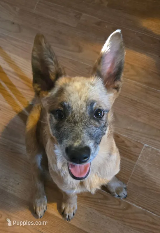 Sunny – Australian Cattle Dog puppy for sale in Calhan, CO