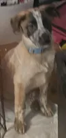 Colt, a male Australian Cattle Dog for sale in Calhan, CO – 2 of 3