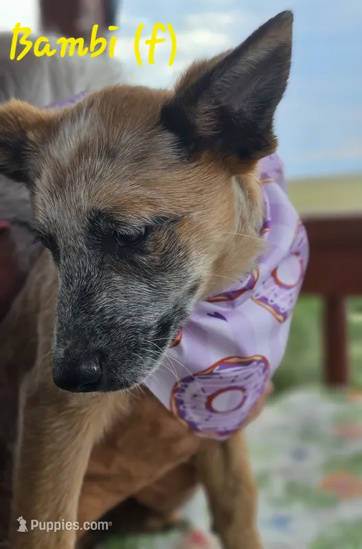 Bambi – Australian Cattle Dog puppy for sale in Calhan, CO