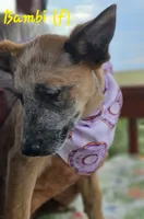 Bambi, a female Australian Cattle Dog for sale in Calhan, CO – 1 of 2