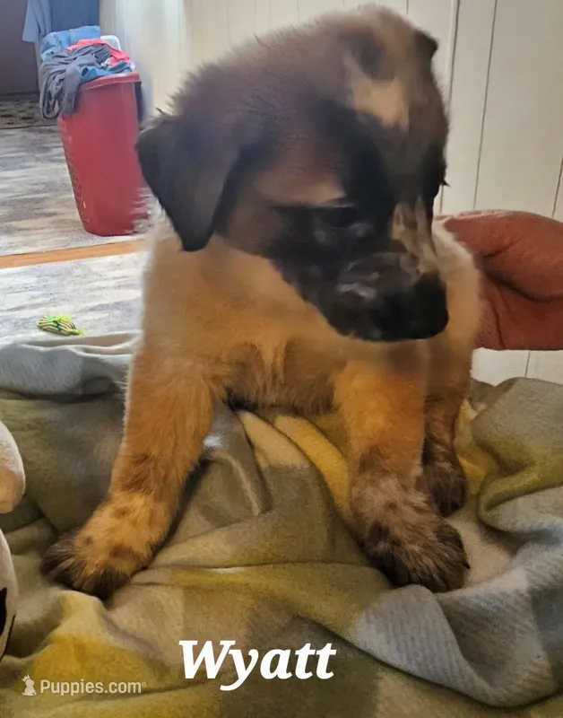 WYATT  – Australian Cattle Dog puppy for sale in Calhan, CO