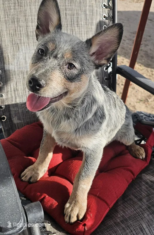 Smokey – Australian Cattle Dog puppy for sale in Calhan, CO
