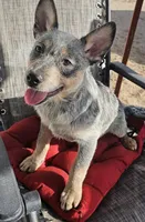 Smokey, a male Australian Cattle Dog for sale in Calhan, CO – Photo 1 of 3
