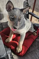 Smokey, a male Australian Cattle Dog for sale in Calhan, CO – Photo 2 of 3