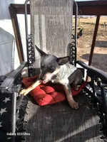 Smokey, a male Australian Cattle Dog for sale in Calhan, CO – Photo 3 of 3