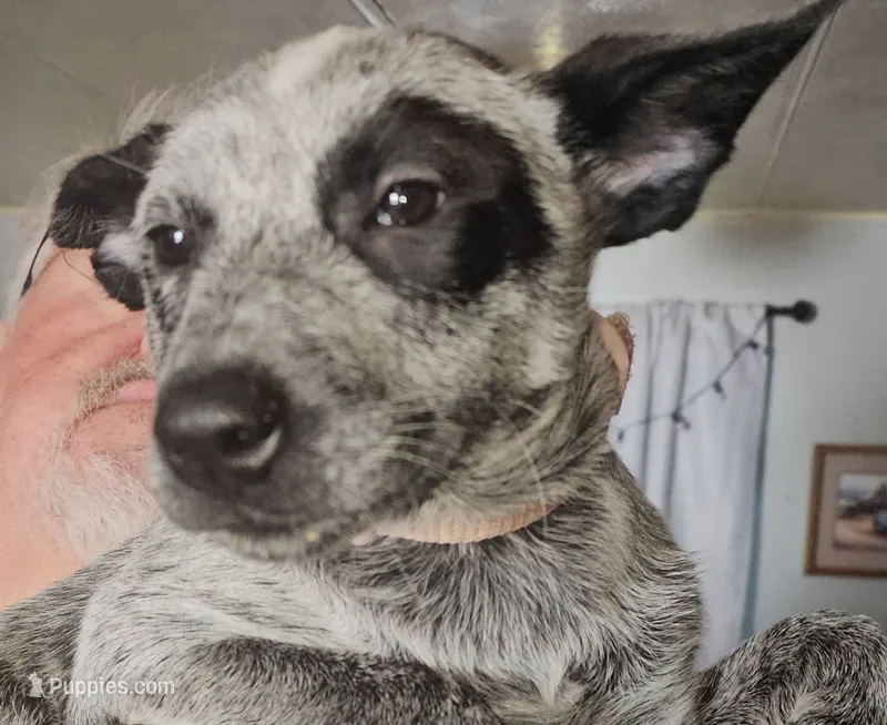 Molly – Australian Cattle Dog puppy for sale in Calhan, CO