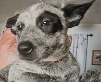 Molly, a female Australian Cattle Dog for sale in Calhan, CO – 1 of 2