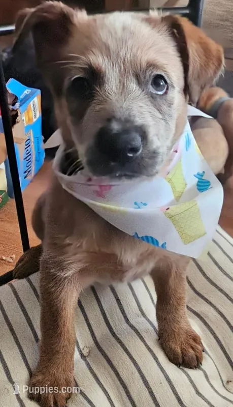 Goldie – Australian Cattle Dog puppy for sale in Calhan, CO
