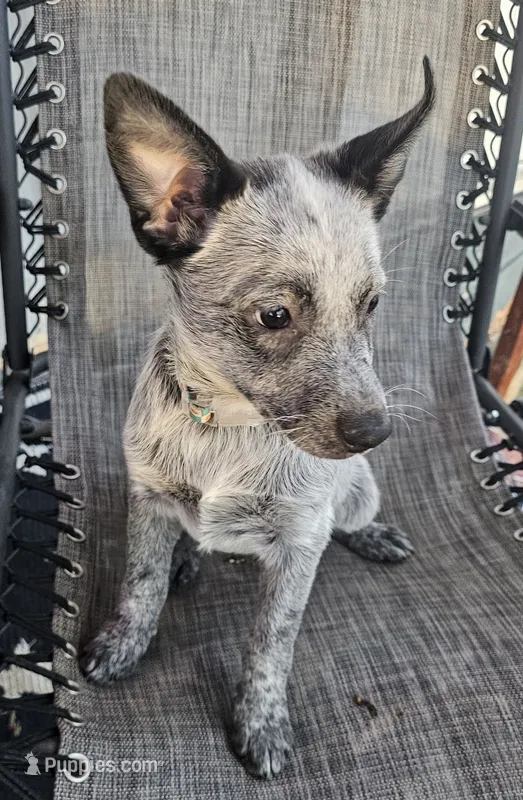 Sadie – Australian Cattle Dog puppy for sale in Calhan, CO