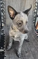 Sadie, a female Australian Cattle Dog for sale in Calhan, CO – 1 of 2