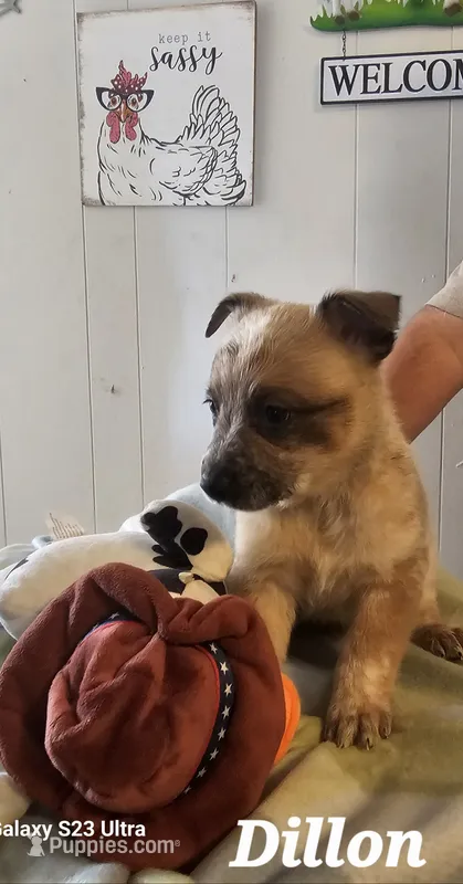 DILLON – Australian Cattle Dog puppy for sale in Calhan, CO