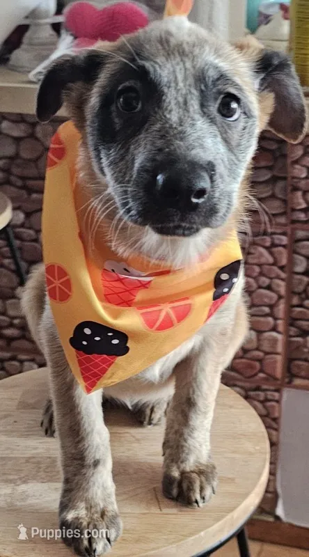 CALAMITY JANE – Australian Cattle Dog puppy for sale in Calhan, CO