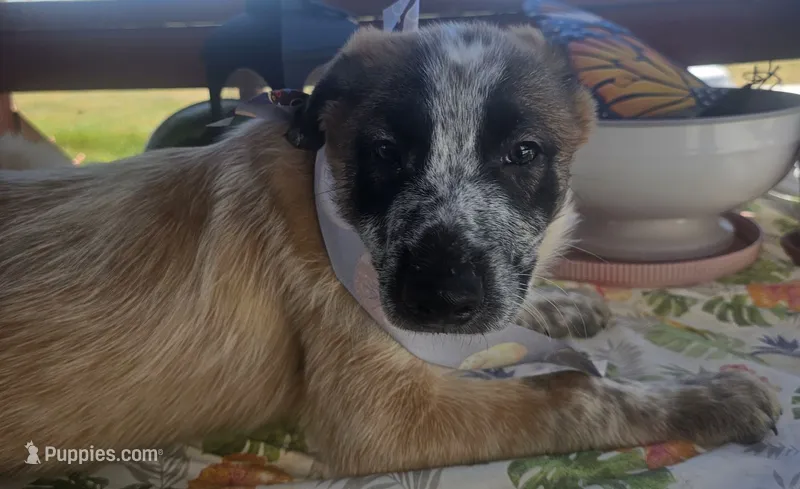 Colt, a male Australian Cattle Dog for sale in Calhan, CO – 1 of 3