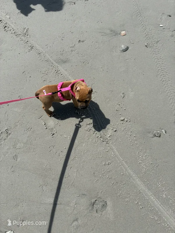 Stacy – American Bully puppy for sale in Myrtle Beach, SC