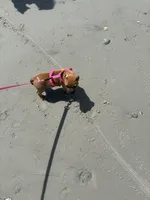 Stacy, a female American Bully for sale in Myrtle Beach, SC – 1 of 2