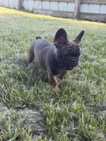 Suavé, a male French Bulldog for sale in New Orleans, LA – 2 of 5
