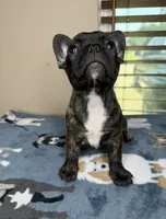 Latto, a female French Bulldog for sale in New Orleans, LA – 4 of 5