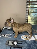 Ollie , a male French Bulldog for sale in New Orleans, LA – 3 of 5