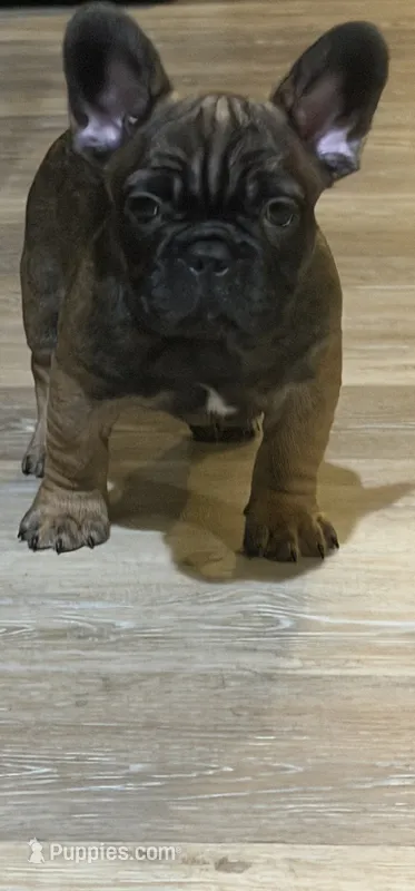 Suavé – French Bulldog puppy for sale in New Orleans, LA