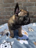 Suavé, a male French Bulldog for sale in New Orleans, LA – 5 of 5