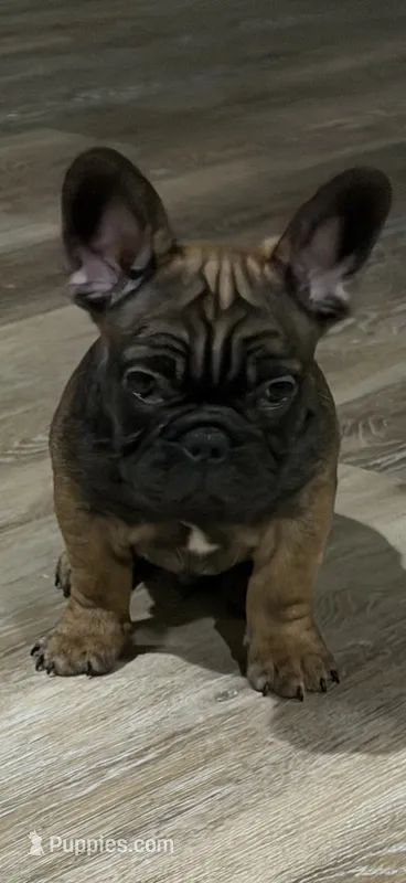 Suavé – French Bulldog puppy for sale in New Orleans, LA