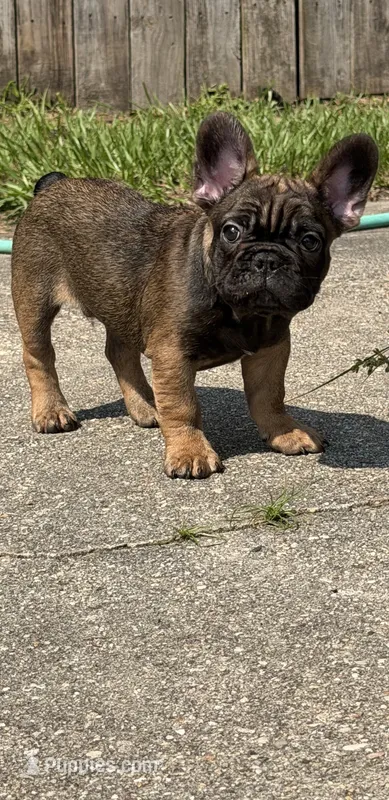 Suavé – French Bulldog puppy for sale in New Orleans, LA