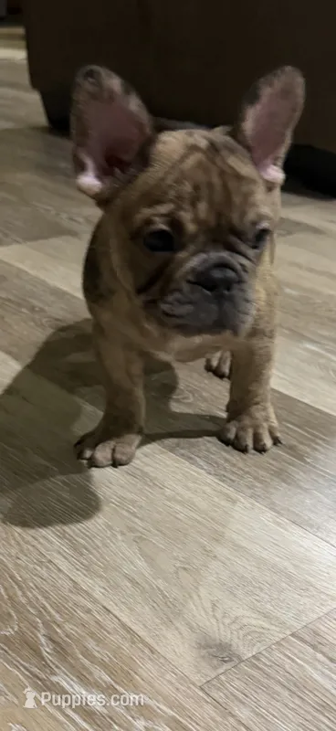 Ollie  – French Bulldog puppy for sale in New Orleans, LA