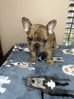 Ollie , a male French Bulldog for sale in New Orleans, LA – 4 of 5