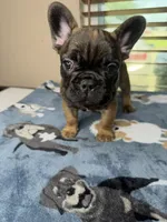 Suavé, a male French Bulldog for sale in New Orleans, LA – 4 of 5