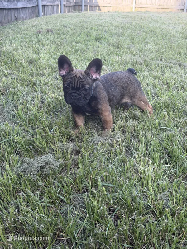 Suavé – French Bulldog puppy for sale in New Orleans, LA