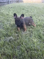 Suavé, a male French Bulldog for sale in New Orleans, LA – 1 of 5