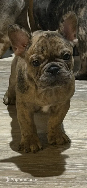 Ollie  – French Bulldog puppy for sale in New Orleans, LA