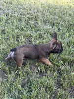 Suavé, a male French Bulldog for sale in New Orleans, LA – 3 of 5