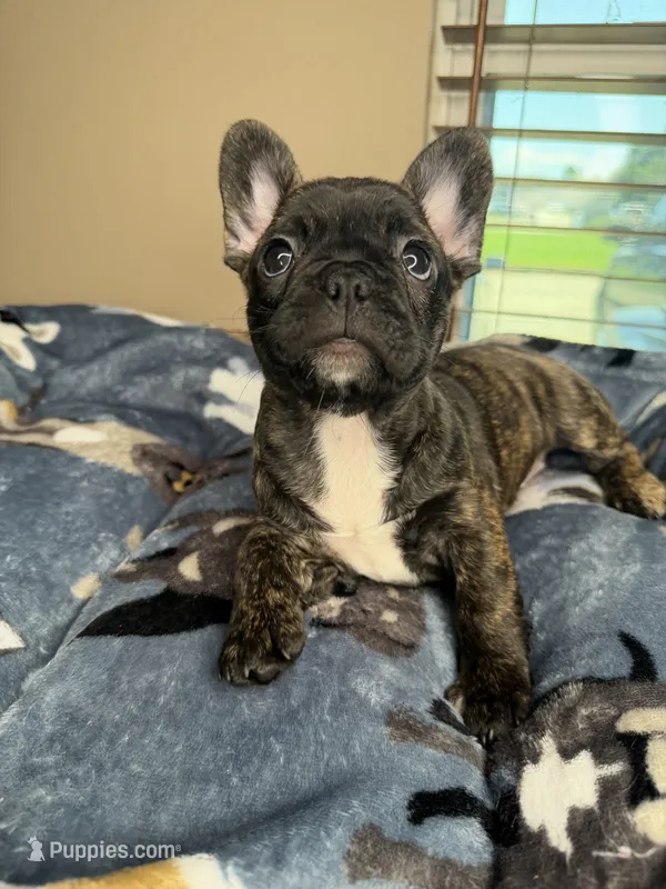 Latto – French Bulldog puppy for sale in New Orleans, LA