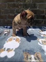 Ollie , a male French Bulldog for sale in New Orleans, LA – 5 of 5