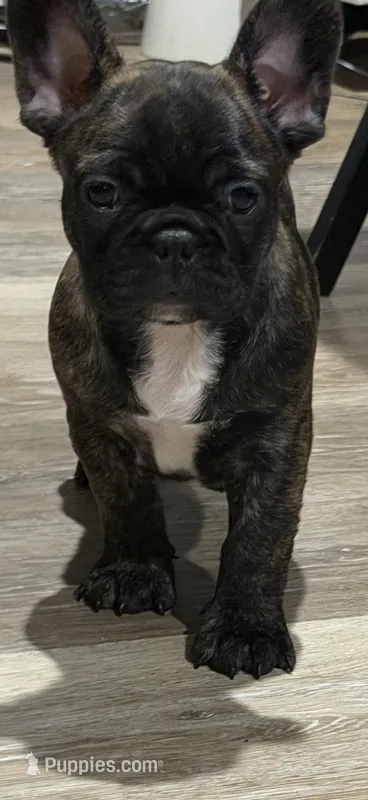 Latto – French Bulldog puppy for sale in New Orleans, LA