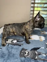 Latto, a female French Bulldog for sale in New Orleans, LA – 2 of 5