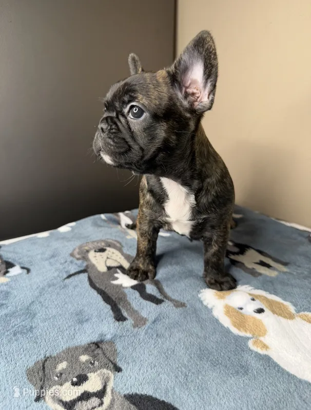 Latto – French Bulldog puppy for sale in New Orleans, LA