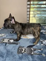 Latto, a female French Bulldog for sale in New Orleans, LA – 3 of 5
