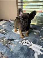 Suavé, a male French Bulldog for sale in New Orleans, LA – 1 of 5