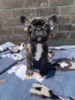 Latto, a female French Bulldog for sale in New Orleans, LA – 5 of 5