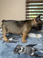 Suavé, a male French Bulldog for sale in New Orleans, LA – 2 of 5