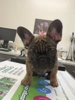 Suavé, a male French Bulldog for sale in New Orleans, LA – 4 of 5