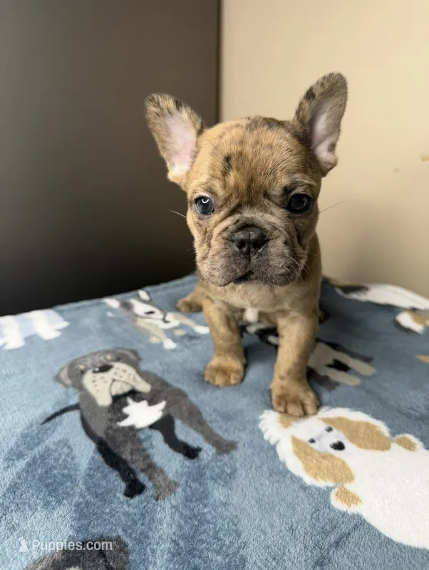 Ollie  – French Bulldog puppy for sale in New Orleans, LA