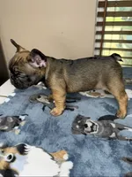 Suavé, a male French Bulldog for sale in New Orleans, LA – 3 of 5