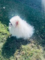 AKC Noah , a male Pomeranian for sale in Vista, CA – 2 of 5