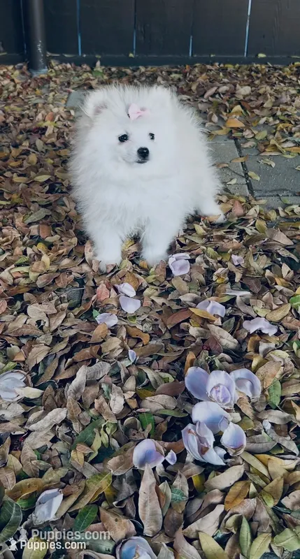 AKC Pricilla  – Pomeranian puppy for sale in Vista, CA