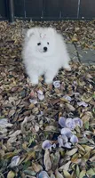 AKC Pricilla , a female Pomeranian for sale in Vista, CA – 3 of 5