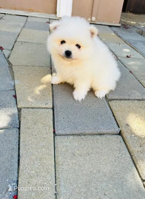 AKC Daniel  – Pomeranian puppy for sale in Vista, CA