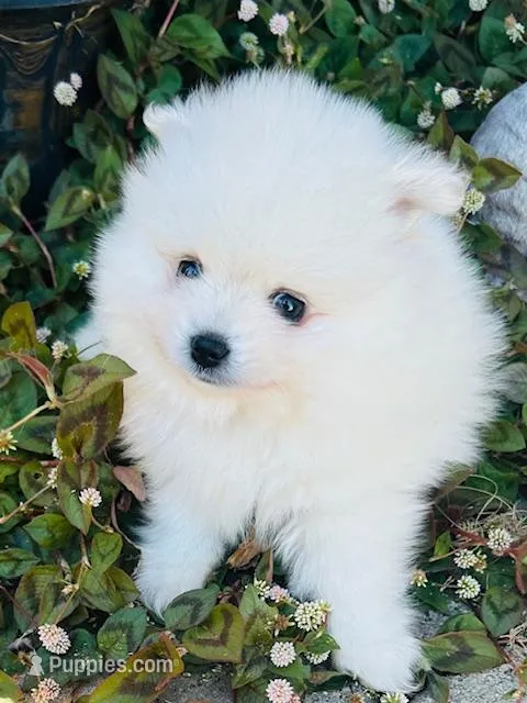 AKC Daniel  – Pomeranian puppy for sale in Vista, CA